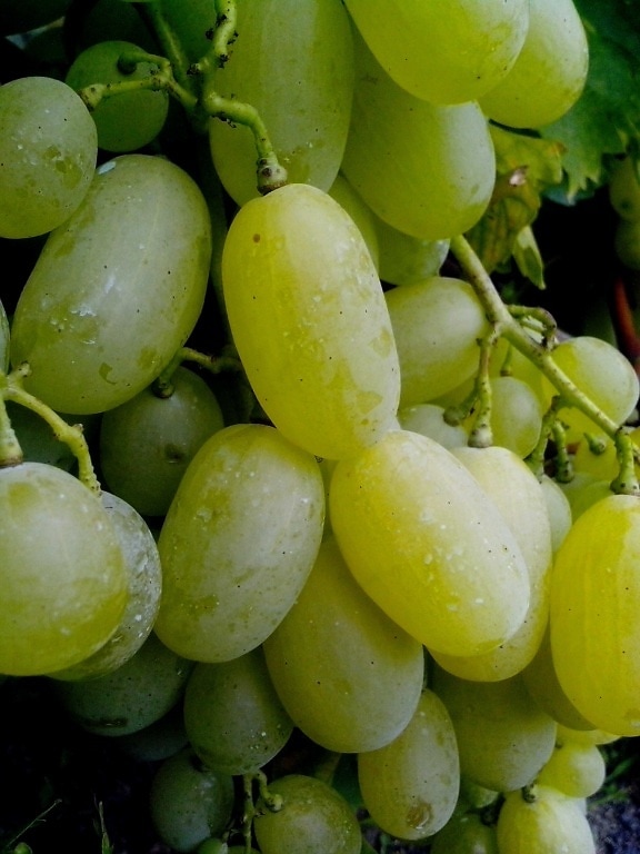 large, grains, grapes