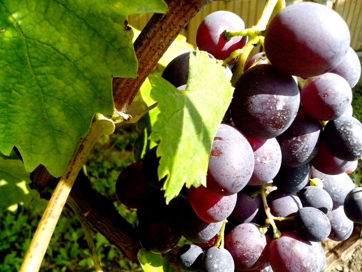 органічні, синій виноград плоди
