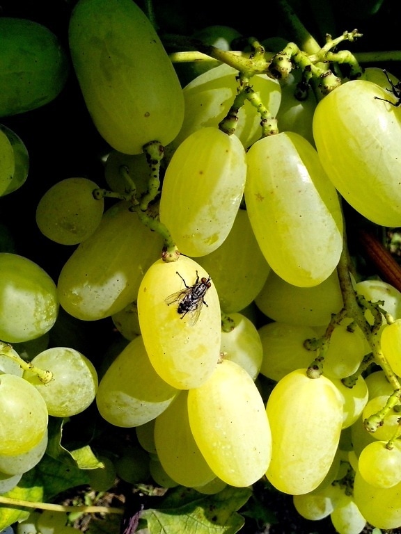orgánicos, uvas