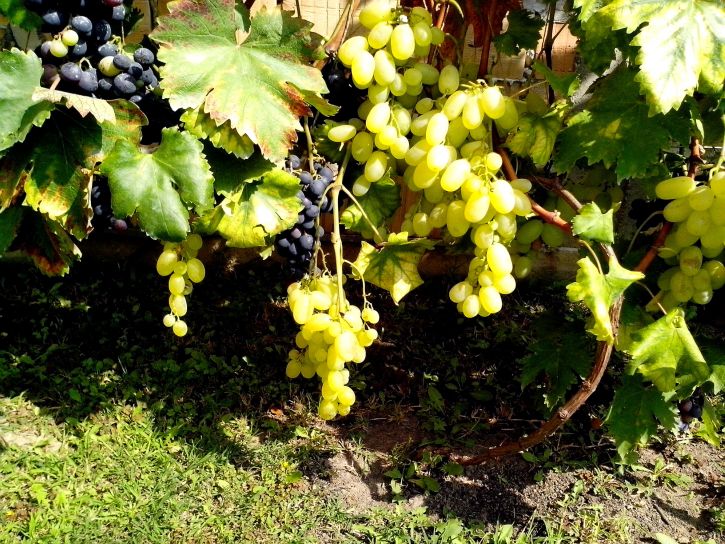 biologische, druiven, vine
