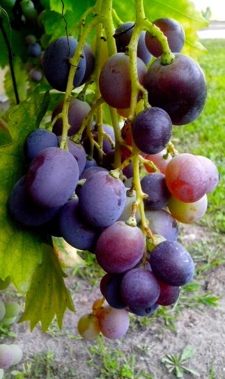 vine, grains, blue, grapes