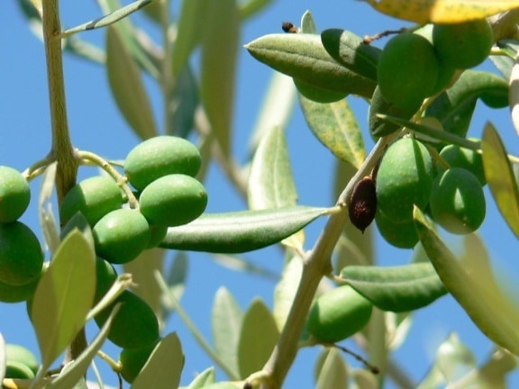umoden, grønn, oliven