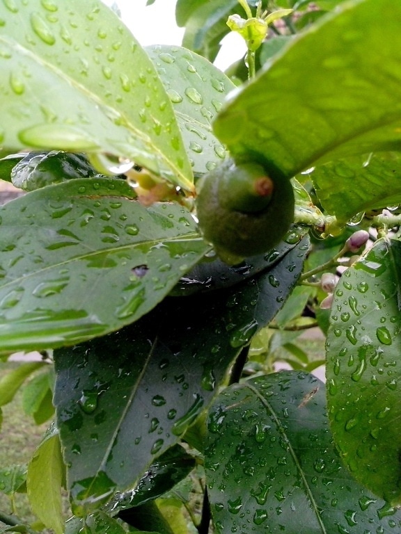 green, lemon, fruit, tree, rain