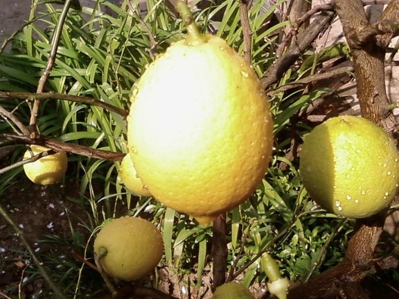 lemon, citrus, limonium