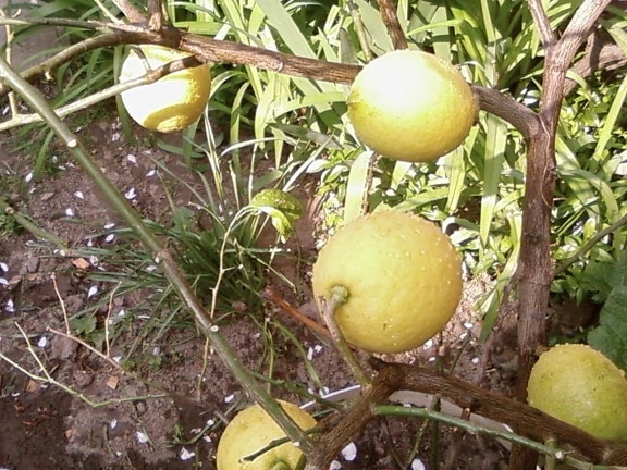 lemon, tree
