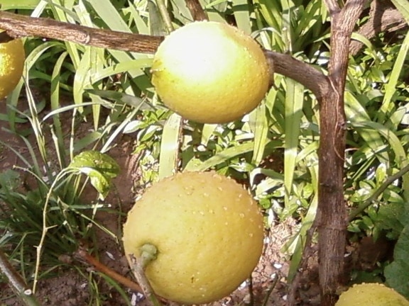lemons, fruit, tree