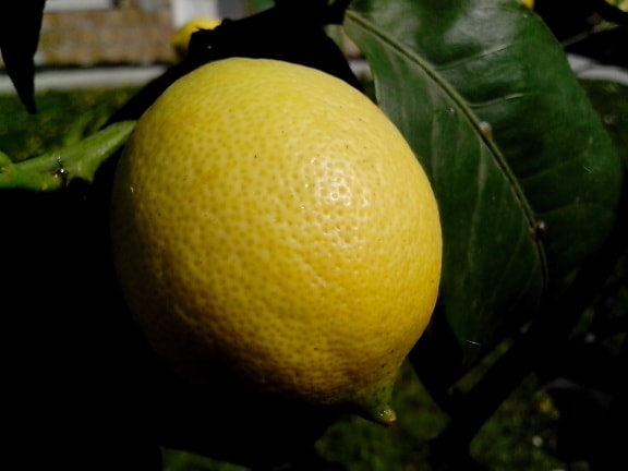 organic, lemon, fruit