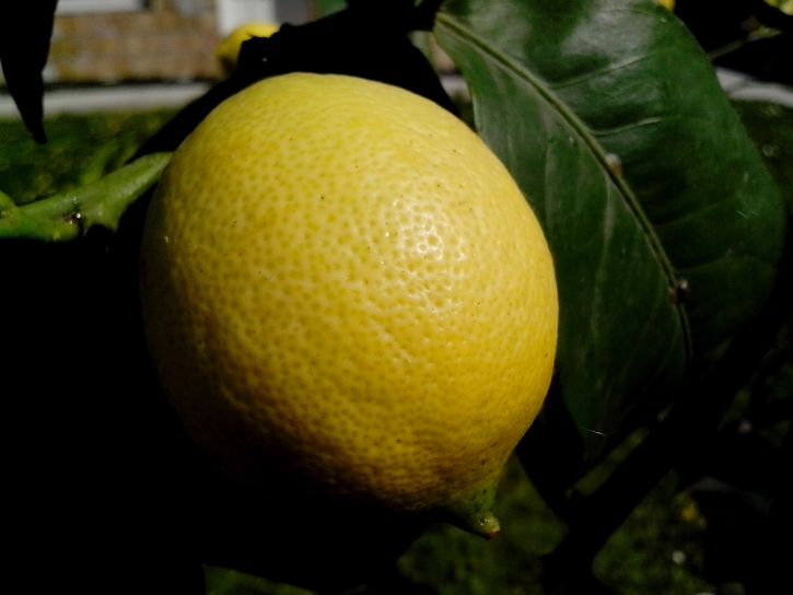 ekologisk, citron, frukt
