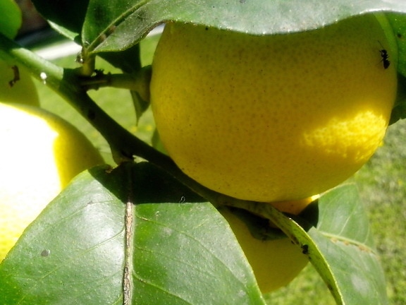 ripe, fruit, lemon, leaves