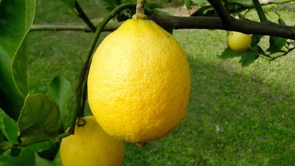 ripe, lemons, branch, close-up