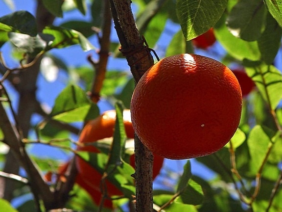 Orangen, Obst, Bäume
