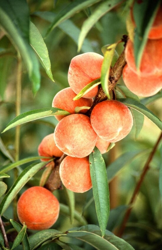 peaches, tree