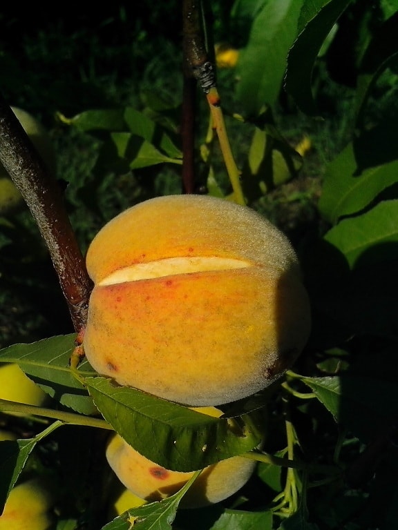 cracks, overripe, organically grown, peach