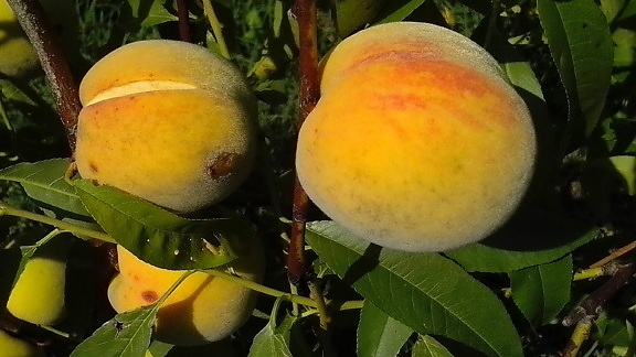 cracks, overripe, organically grown, peaches, orchard