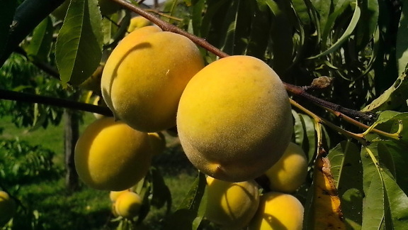фрукти, органічно вирощених, персики