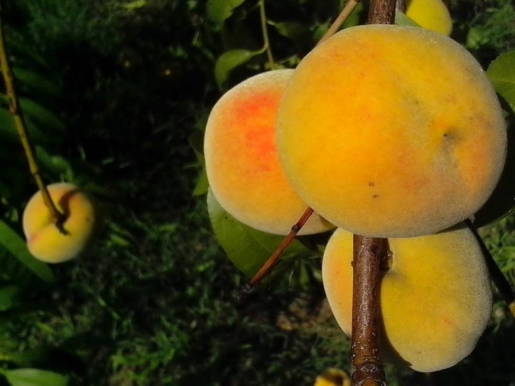 органически выращиваемых, спелые, персики, филиал, Орчард