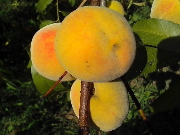 kypsä persikat, sivuliike, kasvanut, orgaaninen