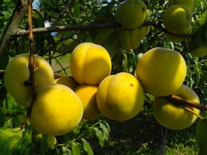 çeşitli organik olarak yetiştirilen, şeftali, meyve ağacı