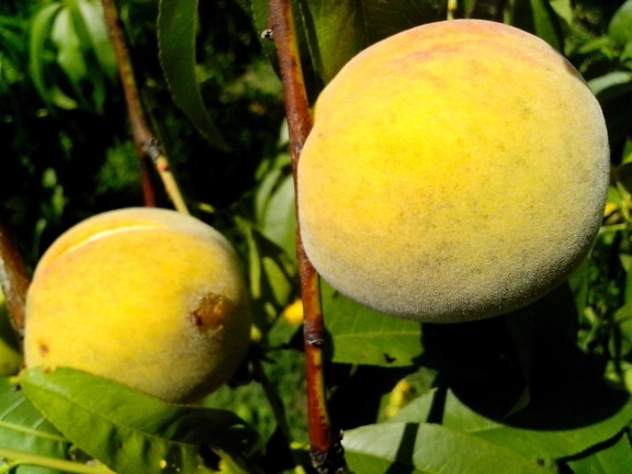 дерево два, плоди персика, жовтий,