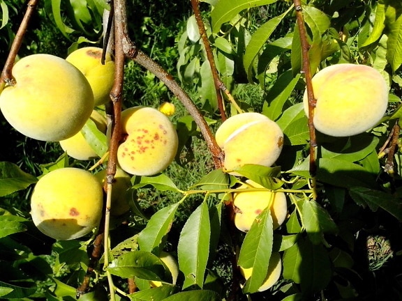 yellow, peach, fruits, tree