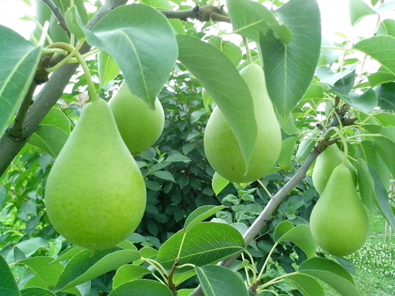 Free picture: fruit, pears, agriculture, wood, farm, food