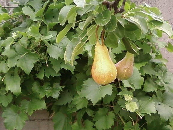 pear, fruit