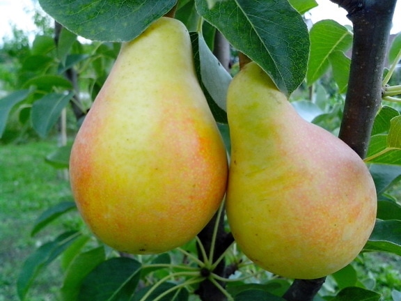 ripe, pears, branch