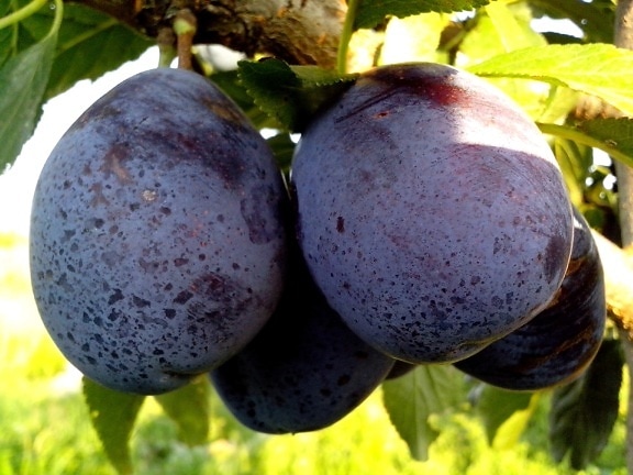 prunes bleues, fruits