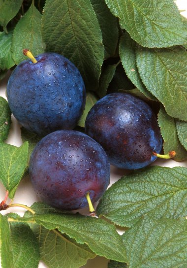 bluebyrd, plum