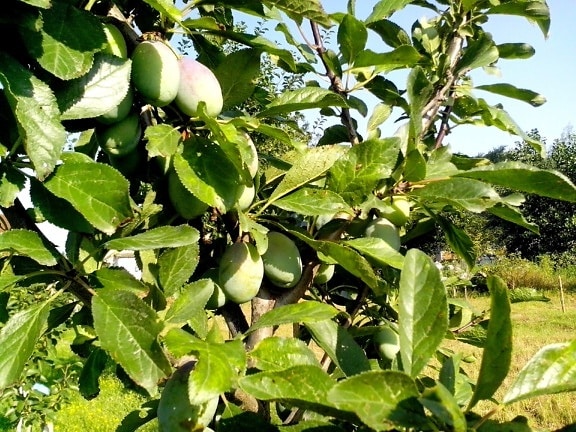 green, plums, tree, orchard
