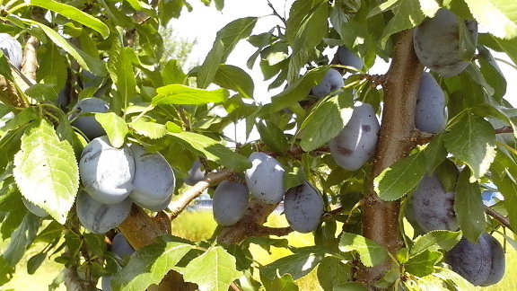 azul de frutos, cultivados organicamente, imaturo, ameixas, frutas