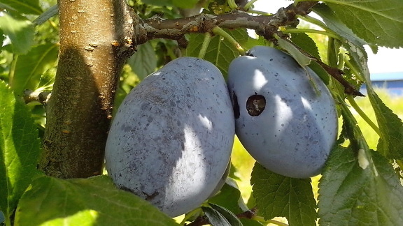 organic, blue plums, orchard