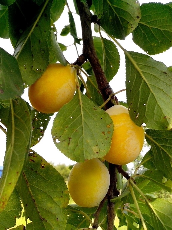 organic, yellow plums