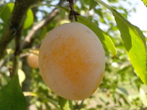 organically grown, yellow plum