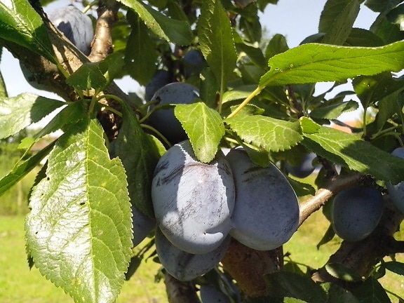 two, immature, fruits, organically grown, blue plums