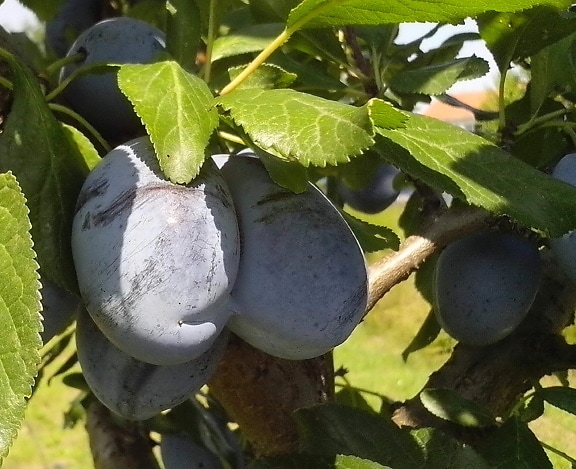 two, organically grown, blue plums, tree