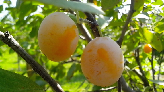 two, yellow, organically grown, plums, tree, plum, orchard