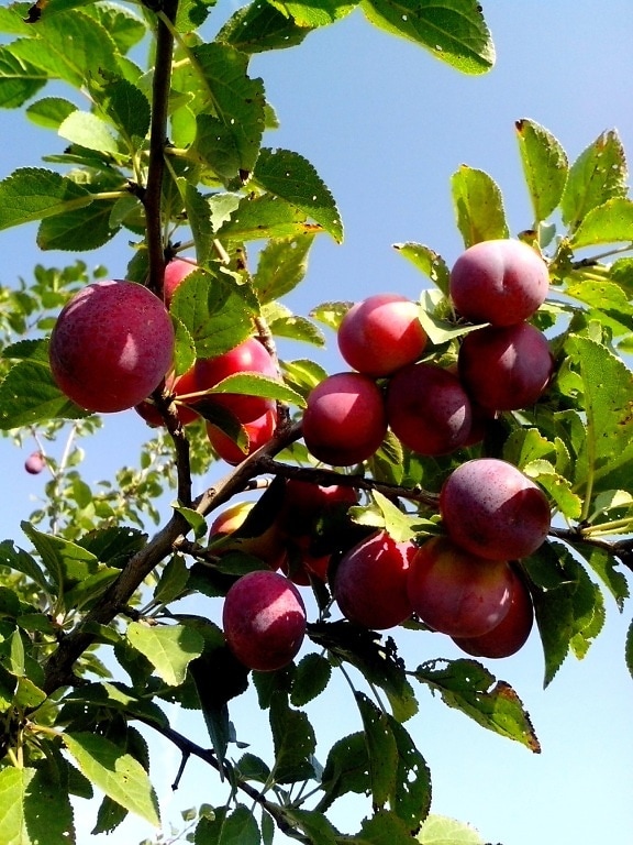 wild, plum, fruit, tree