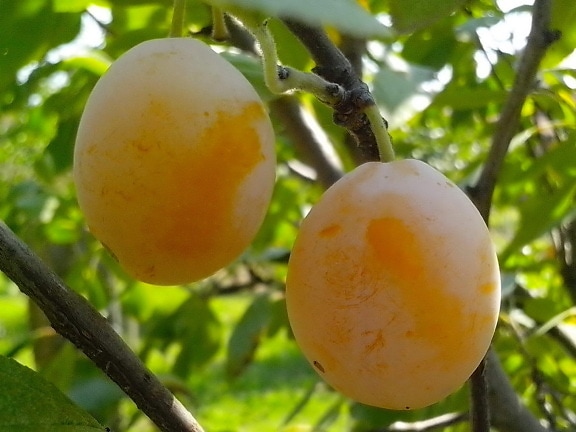 yellow, organically grown, plums, branch