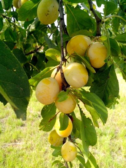 yellow plums, tree