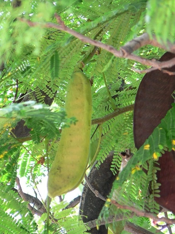 immature pod fruits, plant, green leaves