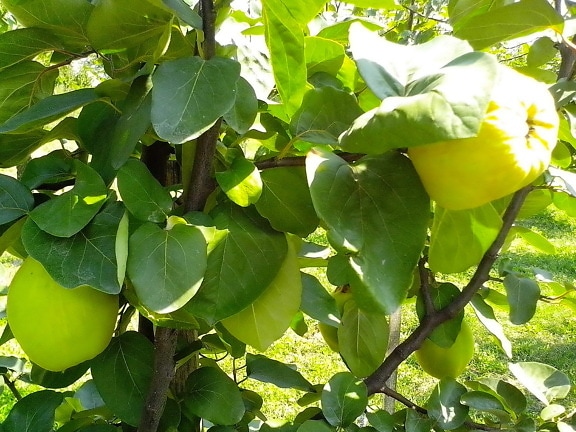 immature, fruits, organically grown, quince, fruit, orchard