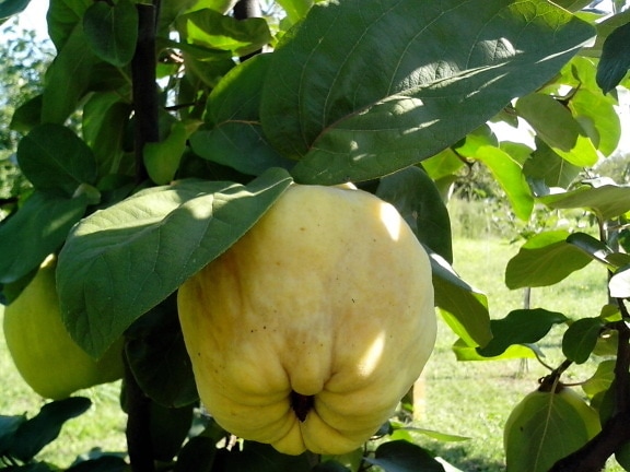 large, yellow, fruit, quince