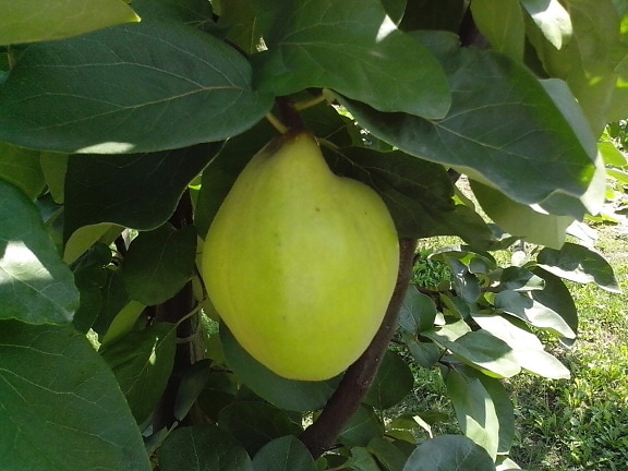 organically grown, immature, quince, fruit, green leaves, tree