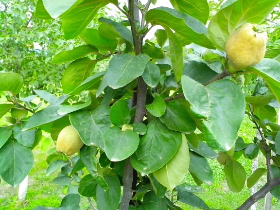mûre, fruits, coing