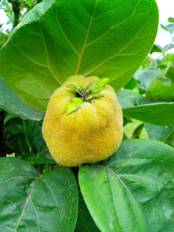 fruit, quince, tree