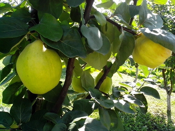 two, large, quinces, tree