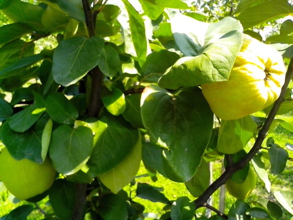 unripe, fruit, quince, branch