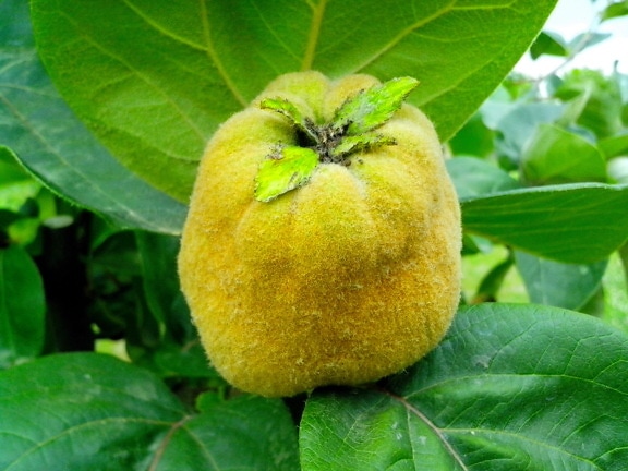 yellow, large, ripe, fruit, quince