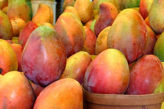 south, Africas, mangos, await, processing, fresh, cut, fruit, plant, shipping, retailer